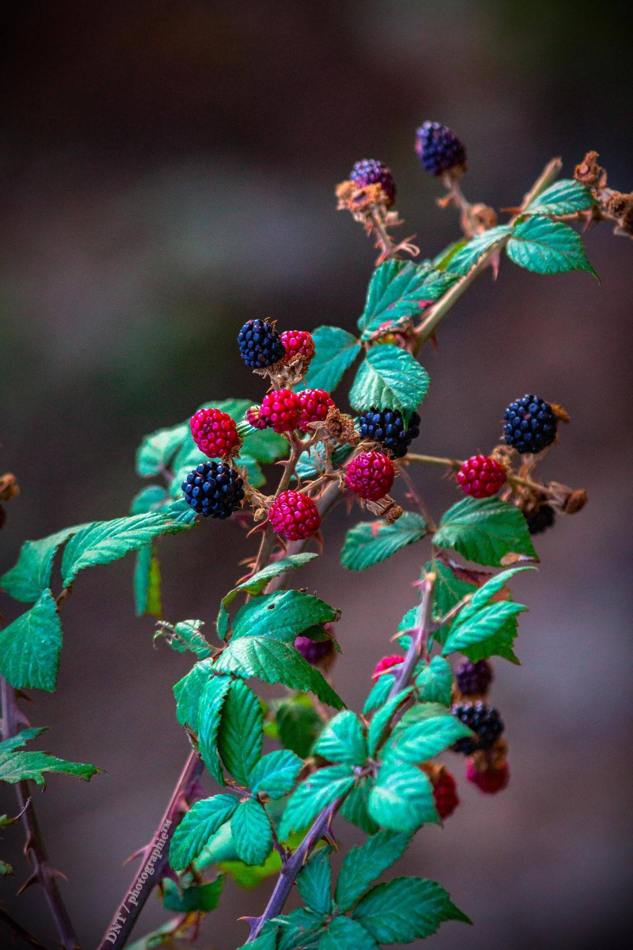 Black And Red Mulberry Plant Wallpaper