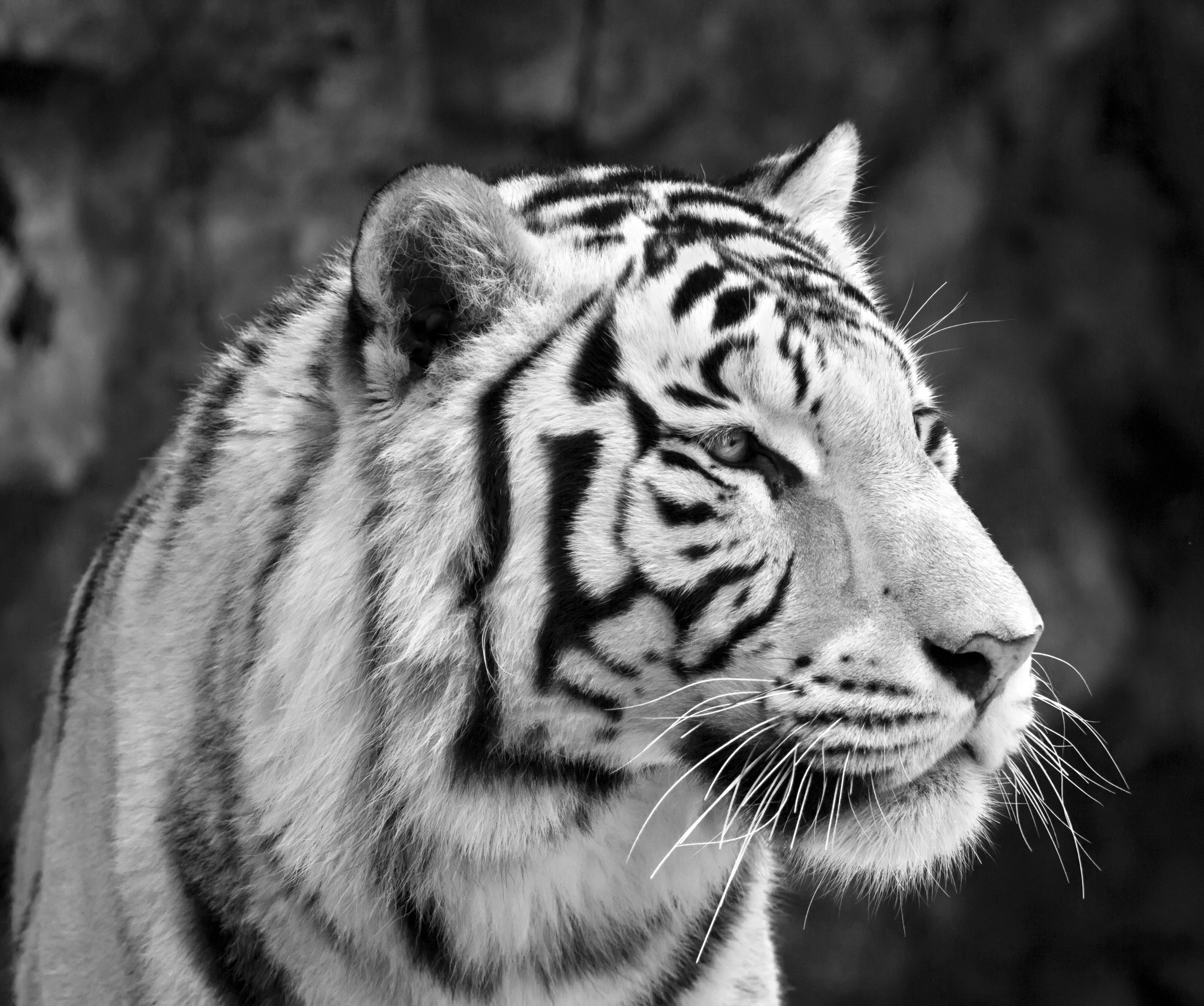 Black And White 8k Tiger Uhd Background