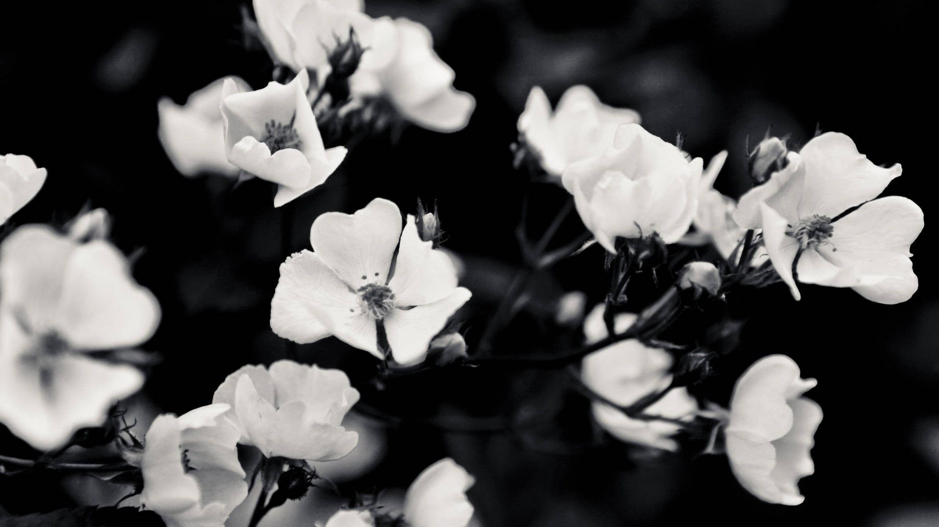 Black And White Aesthetic Bloomed Flowers Wallpaper