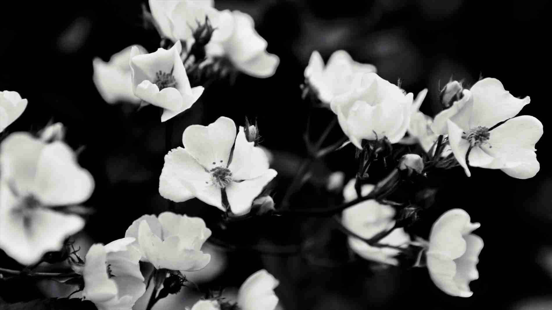 Black And White Aesthetic Blossoms On Bush Wallpaper