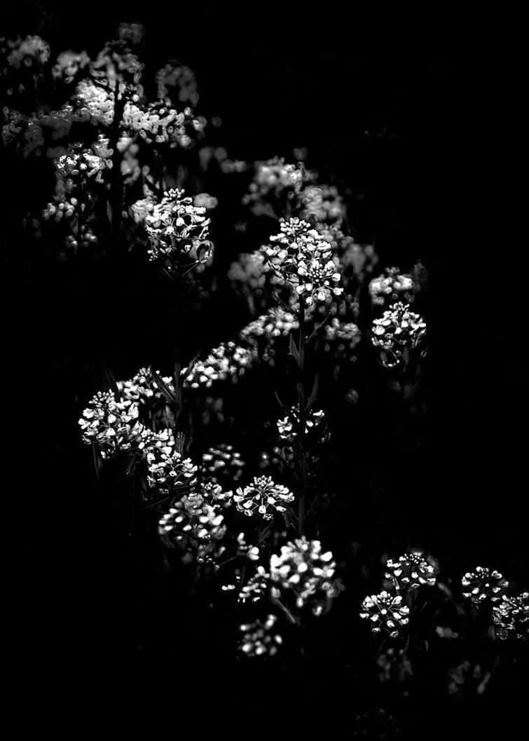 Black And White Aesthetic Flower Zigzag Wallpaper