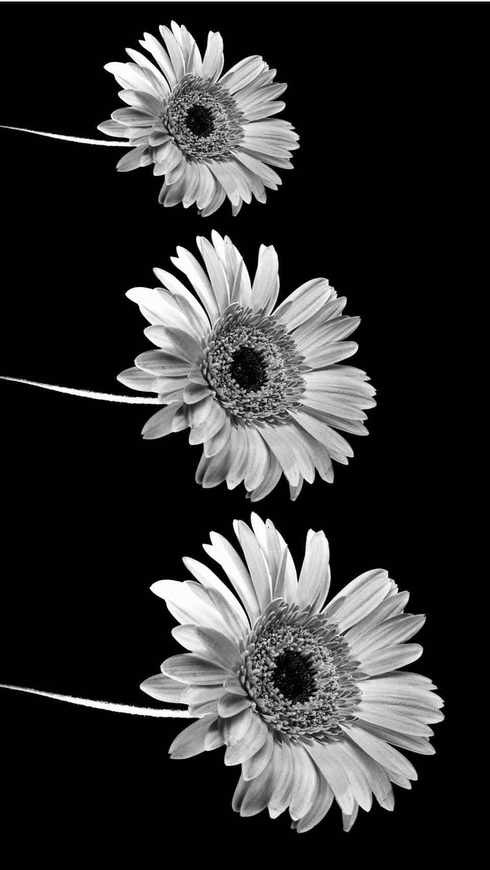 Three Black And White Aesthetic Flower Wallpaper