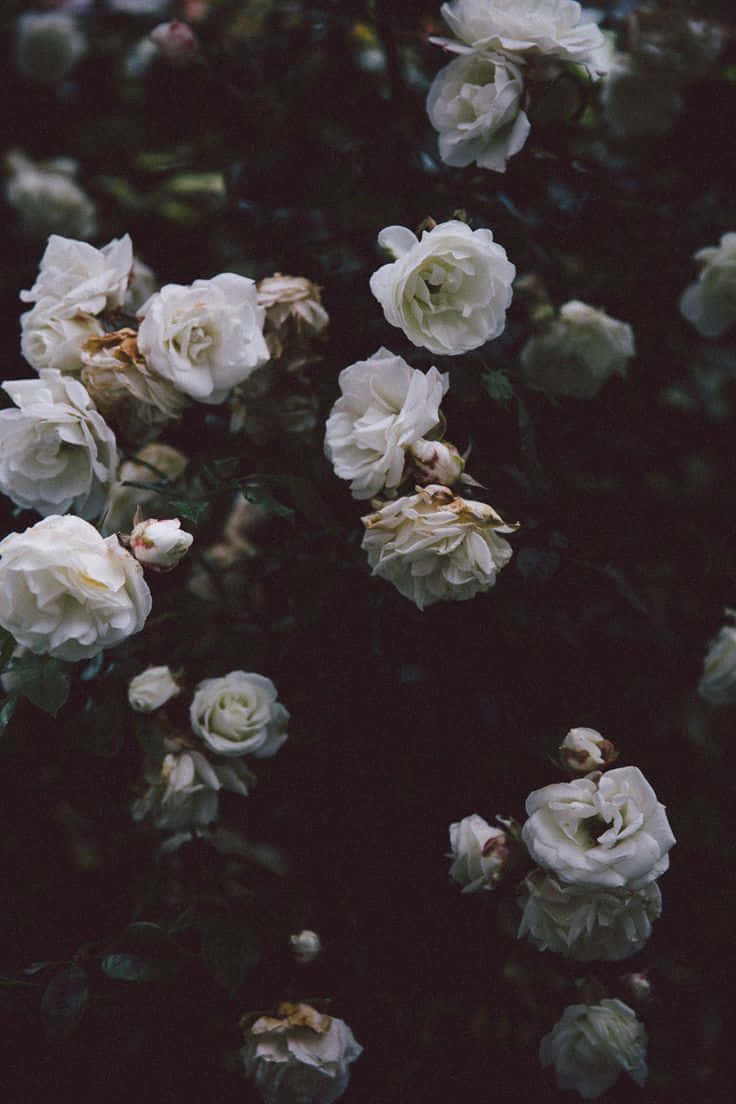 Pétalosde Flores Estéticas En Blanco Y Negro. Fondo de pantalla