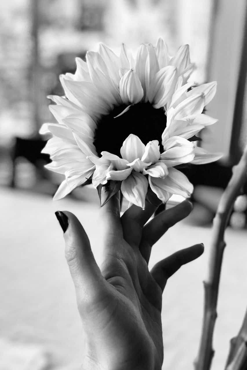 Unaestética De Flor En Blanco Y Negro. Fondo de pantalla