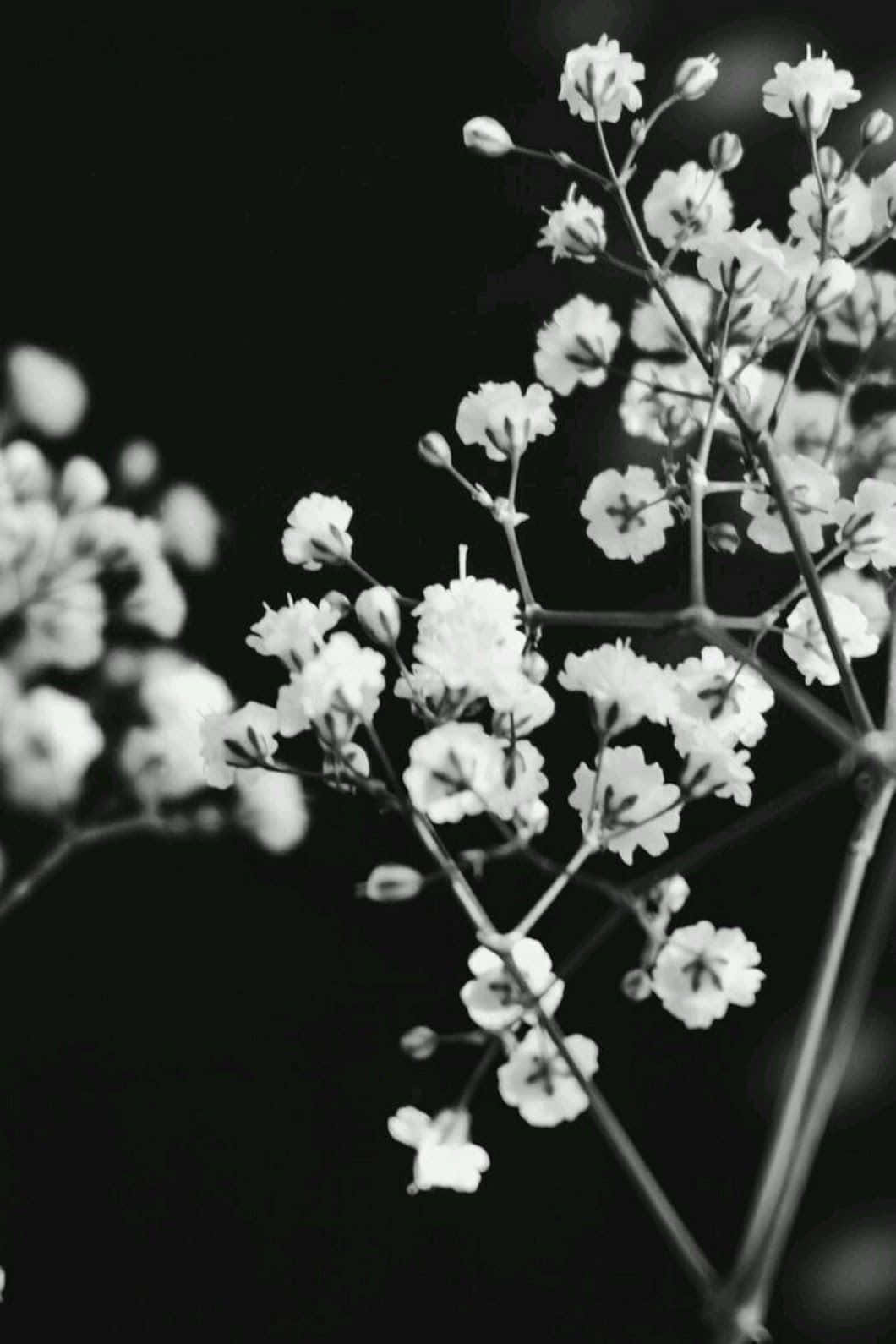 Fondode Pantalla En Blanco Y Negro Con Flores De Gypsophila Estética Del Bebé. Fondo de pantalla