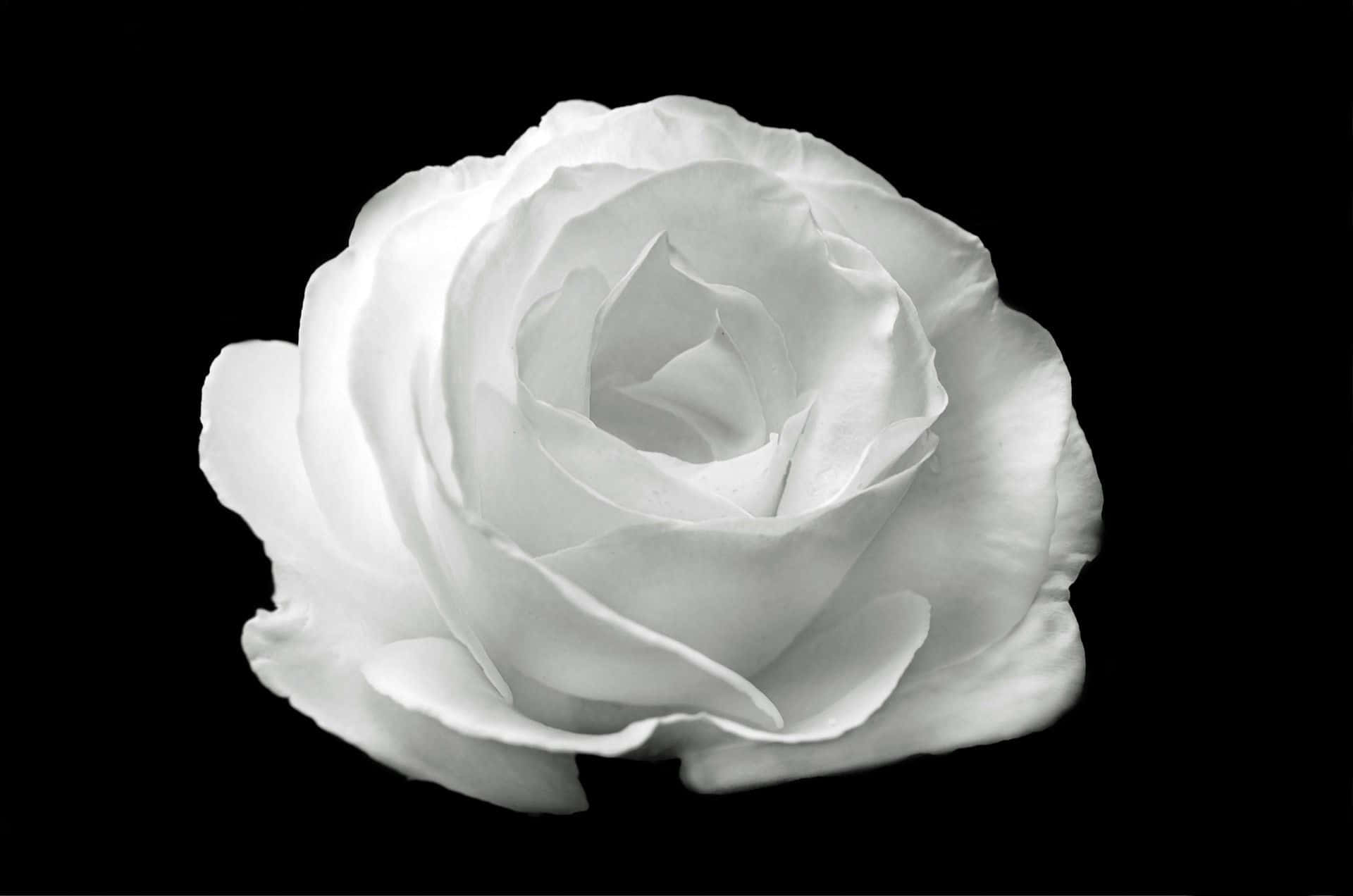 Sort og hvid æstetisk hvid rose blomst tapet Wallpaper