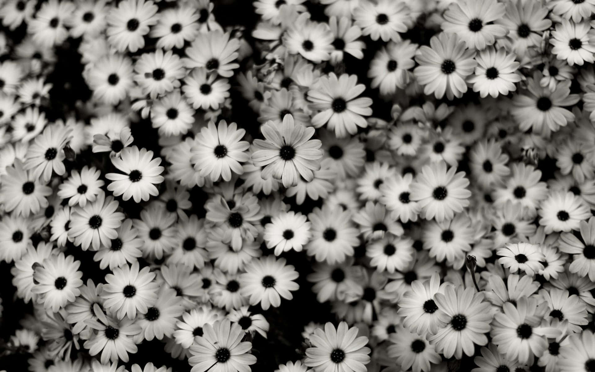 En delikat blomst i subtile nuancer af grå. Wallpaper