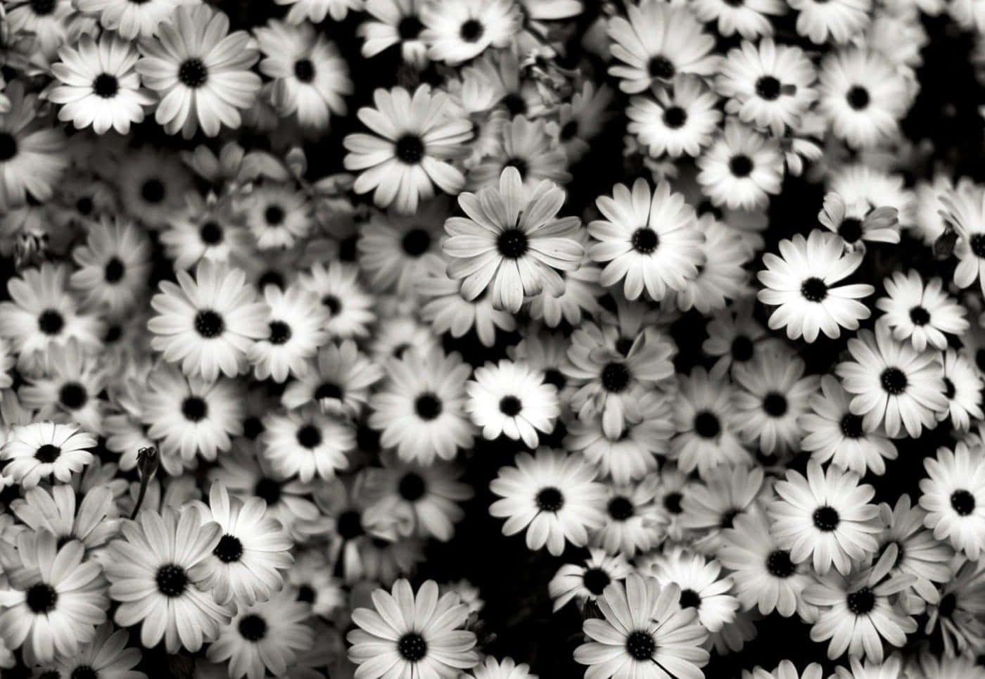 Black And White Aesthetic Daisy Flower Wallpaper