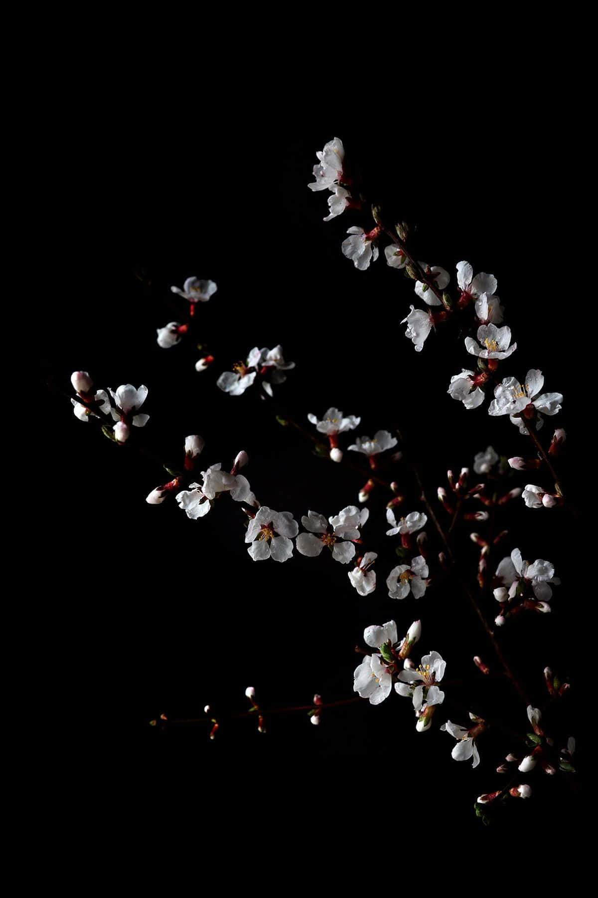 Unahermosa Flor Estética En Blanco Y Negro. Fondo de pantalla