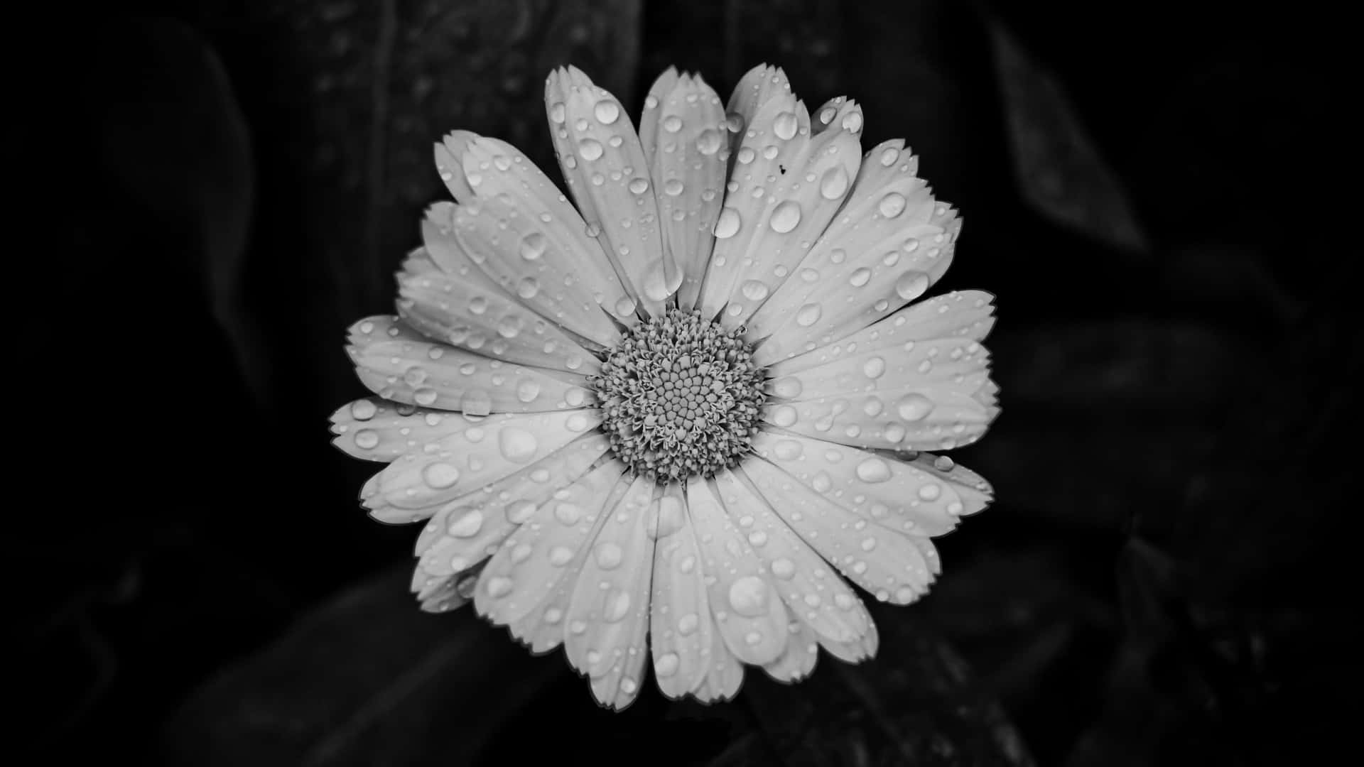 Caption: Classic Elegance - A Black and White Aesthetic Flower Photo Wallpaper