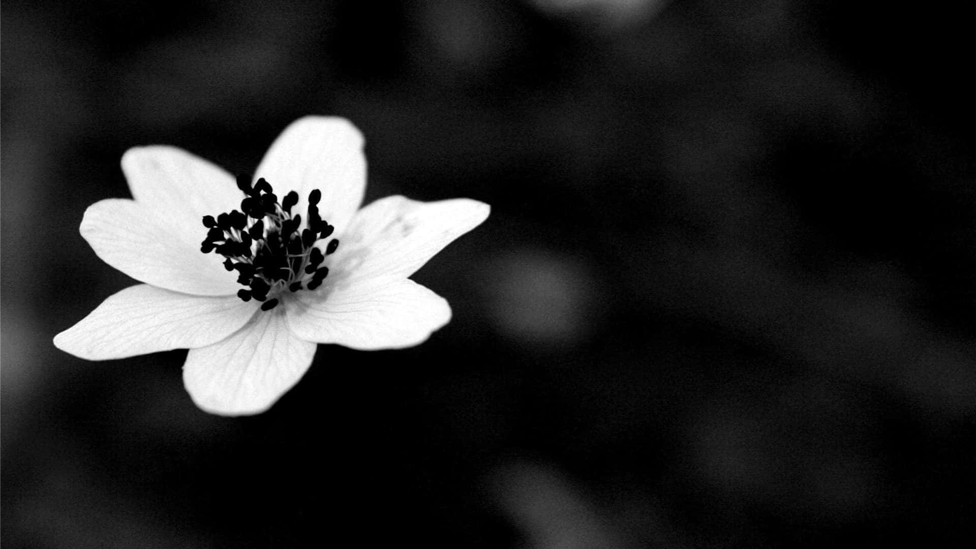 'aperfeitamente Equilibrada Beleza Das Flores Estéticas Em Preto E Branco'. Papel de Parede