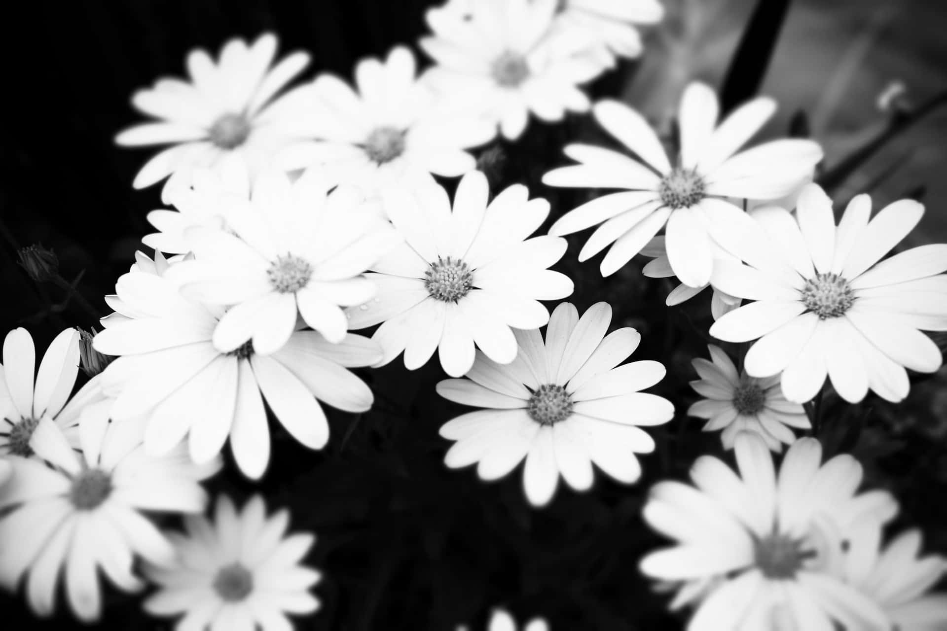 Black And White Aesthetic Lovely Flower Wallpaper