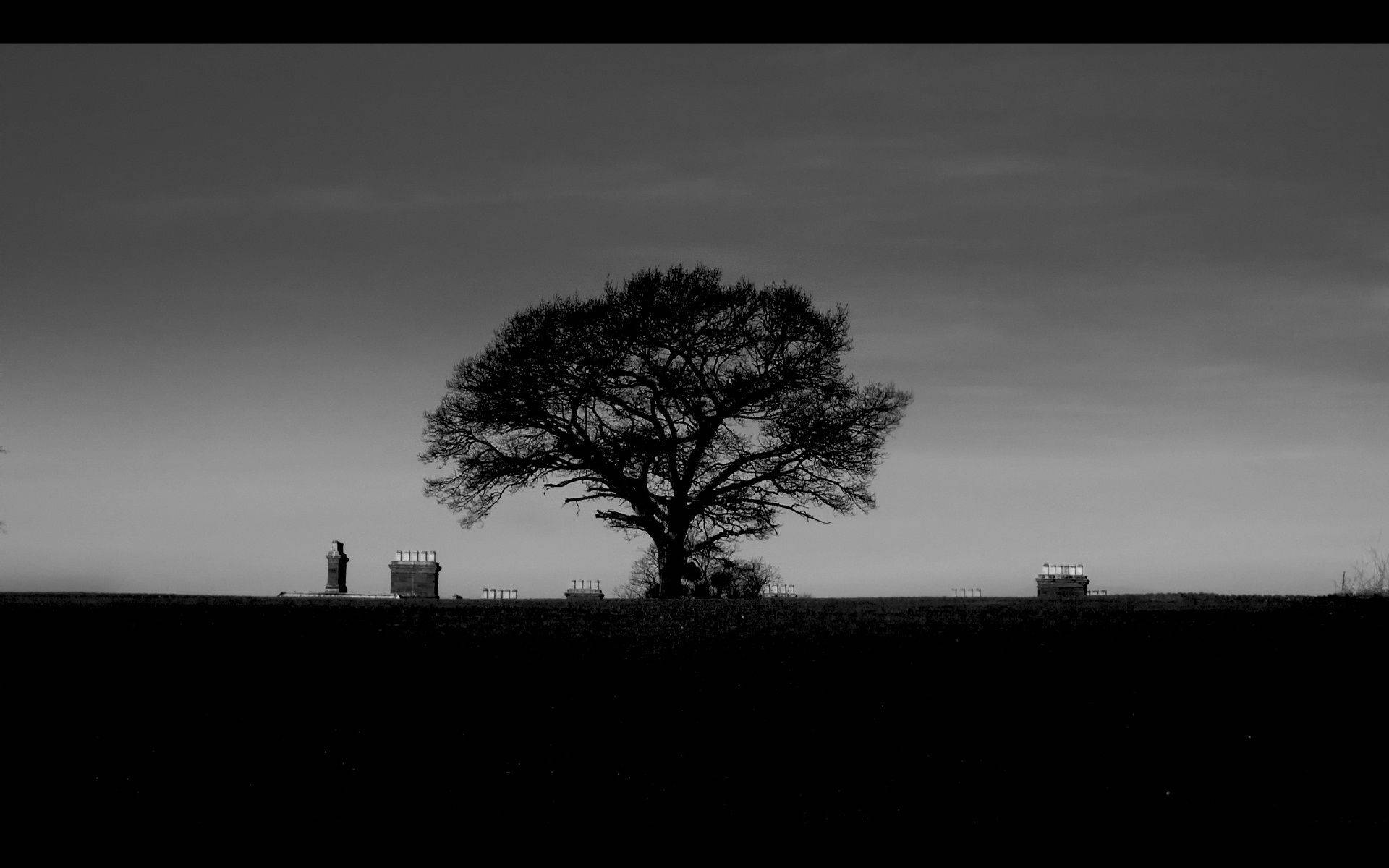 Black And White Aesthetic Landscape Tree