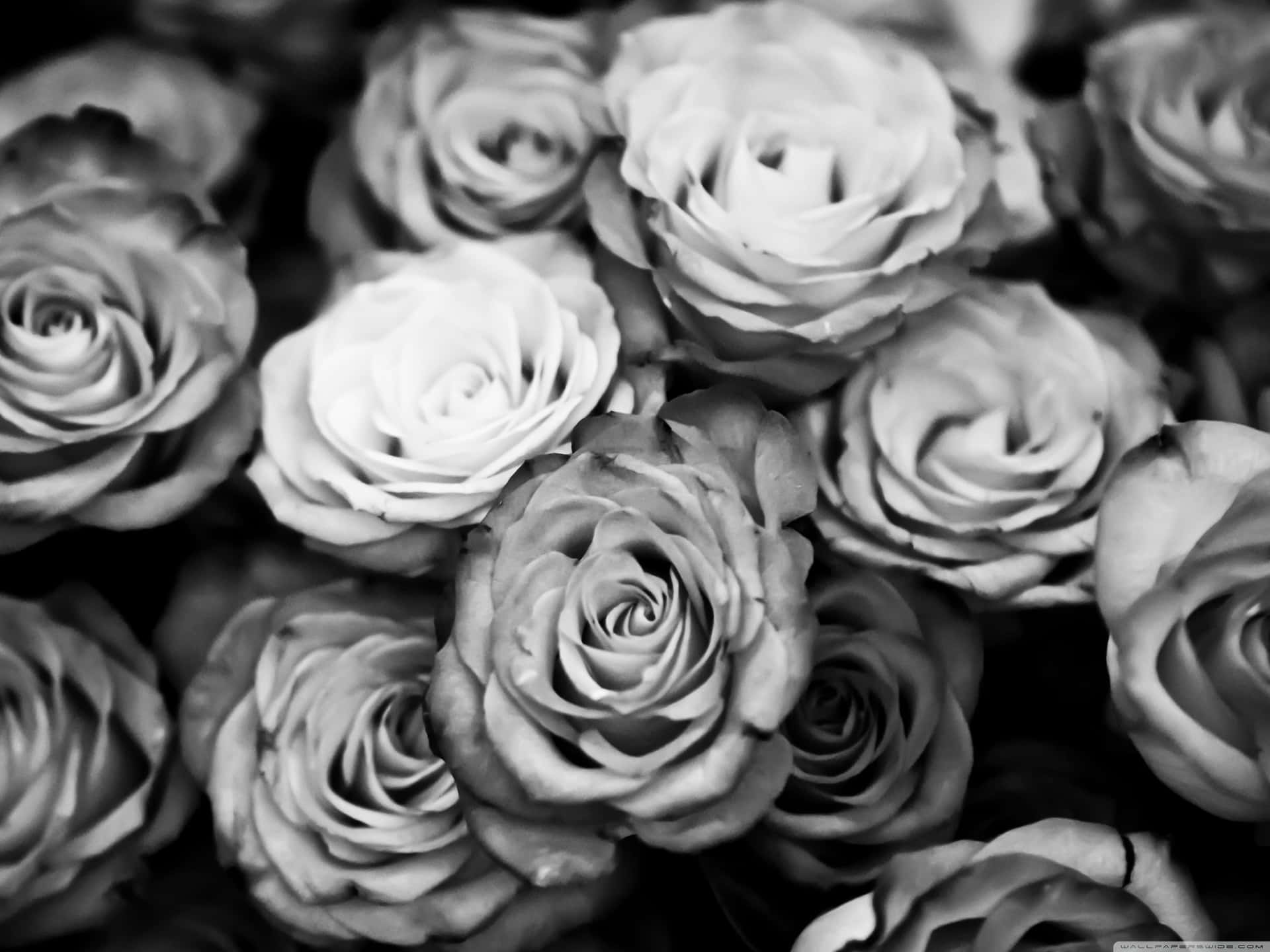Schwarzesund Weißes Rosen-hintergrundbild Wallpaper