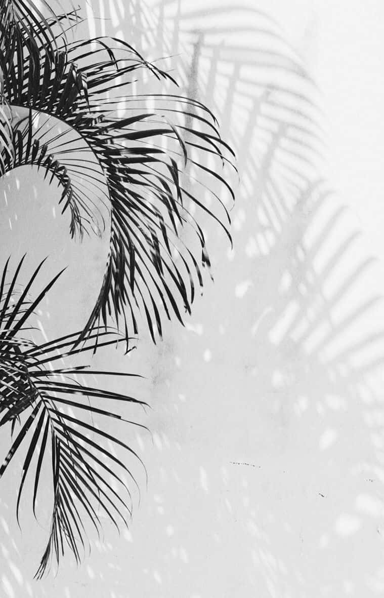 Palm Leaves In Black And White Aesthetic Phone Wallpaper