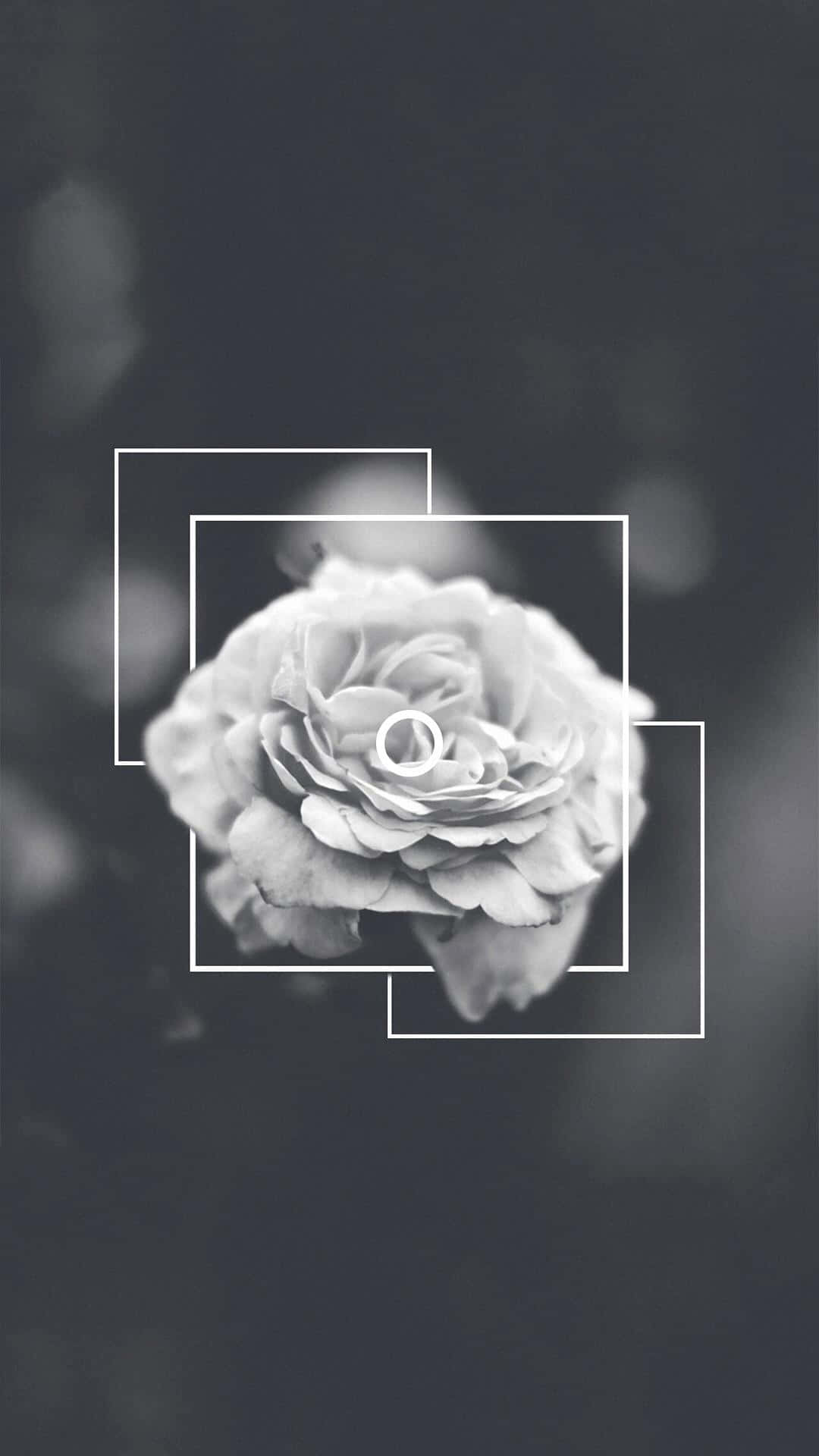 Rose Flower Black And White Aesthetic Phone Wallpaper