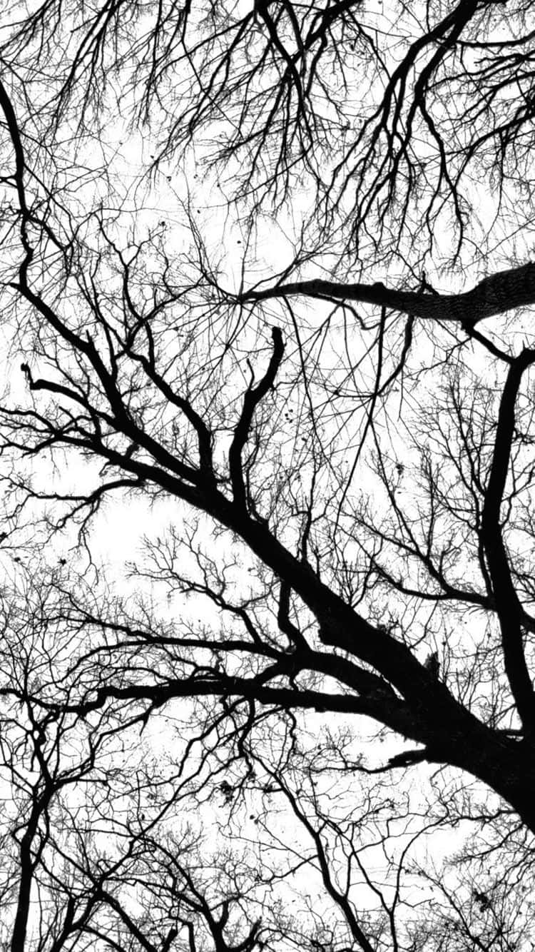 Tree Branches Black And White Aesthetic Phone Wallpaper