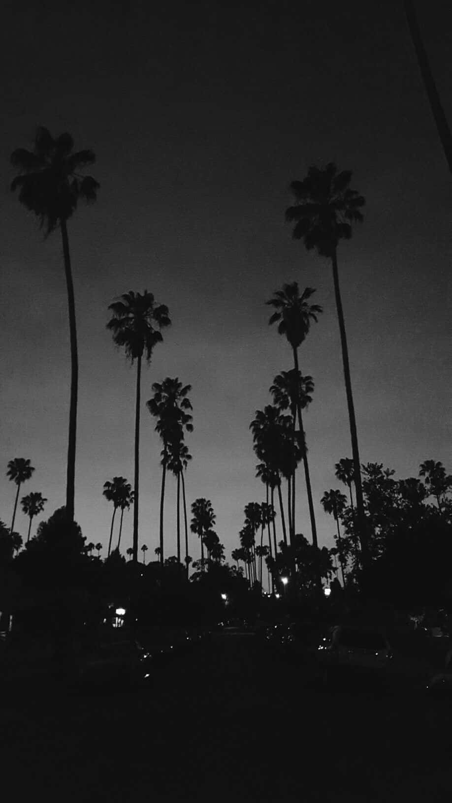 Black And White Photo Of Palm Trees At Night