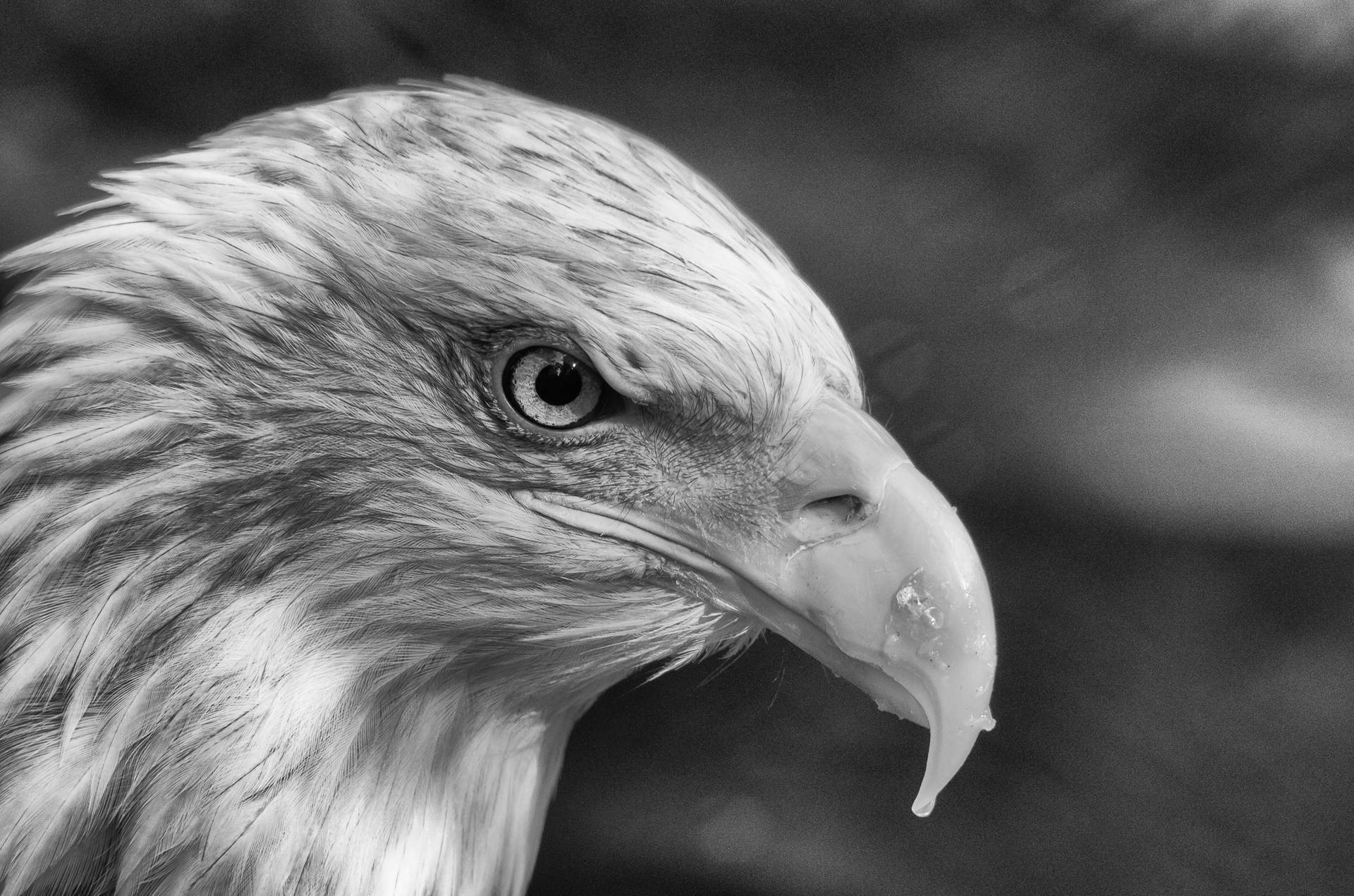 Retratolateral De Aguila Em Preto E Branco. Papel de Parede