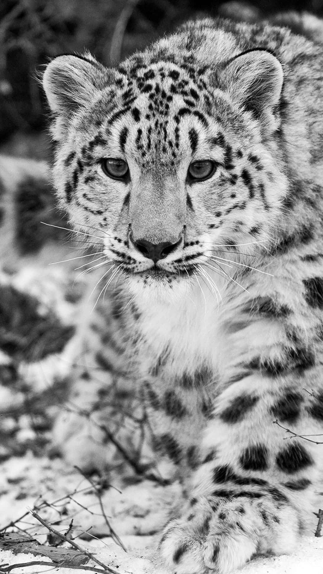 Majestic Black and White Animal Portrait Wallpaper