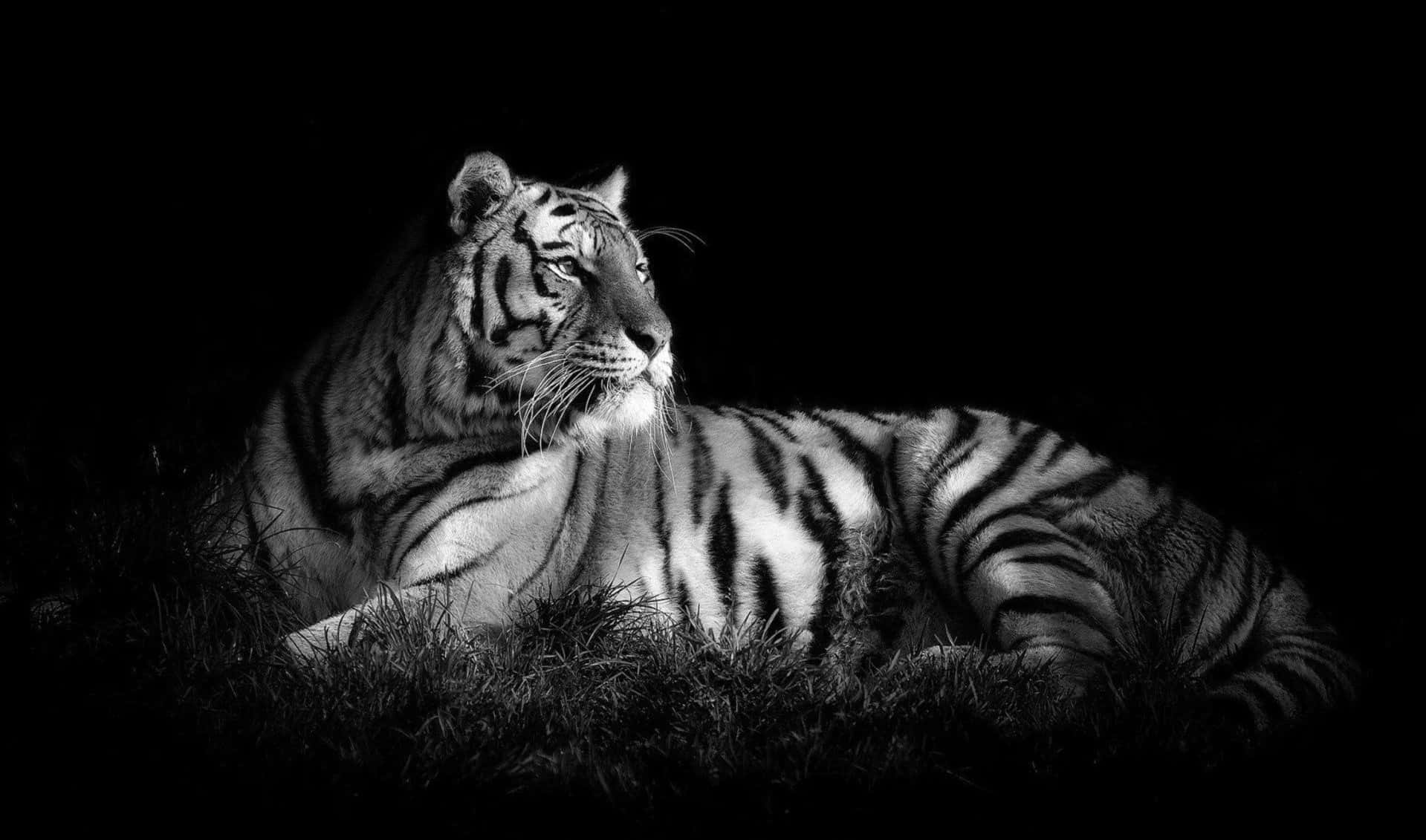 Majestic black and white animal in the wild Wallpaper