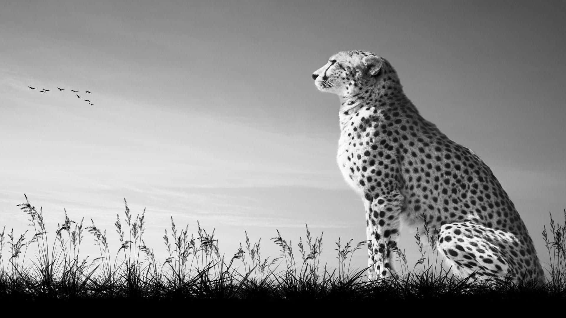 Intriguing close-up of black and white animal Wallpaper