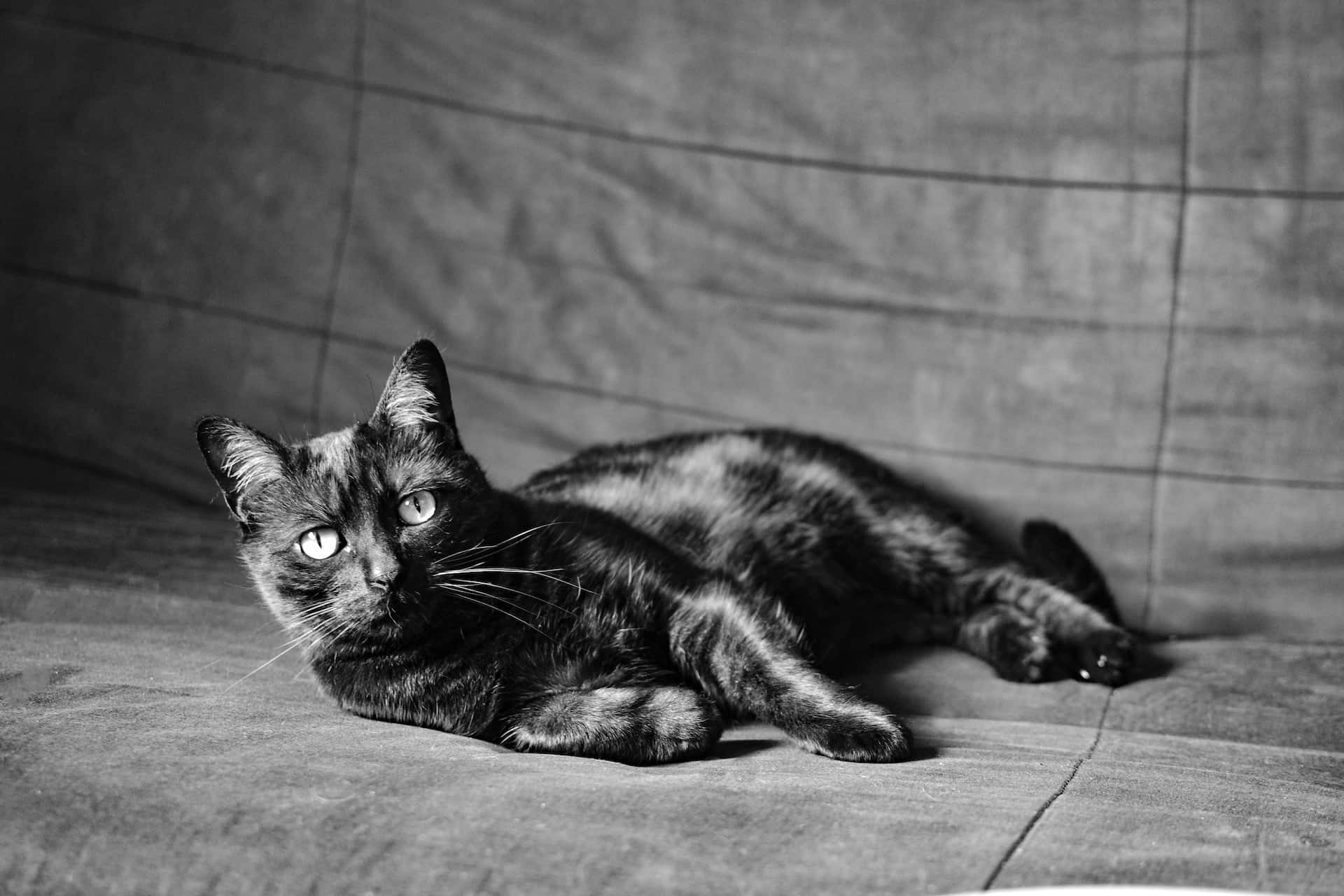 Captivating black and white animal photography Wallpaper
