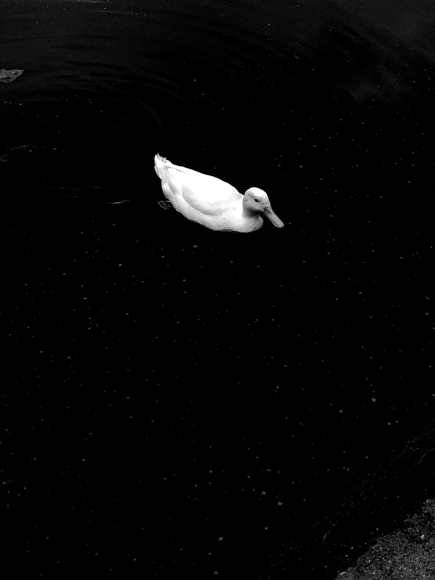 Unimpactante Retrato De Un Animal En Blanco Y Negro. Fondo de pantalla