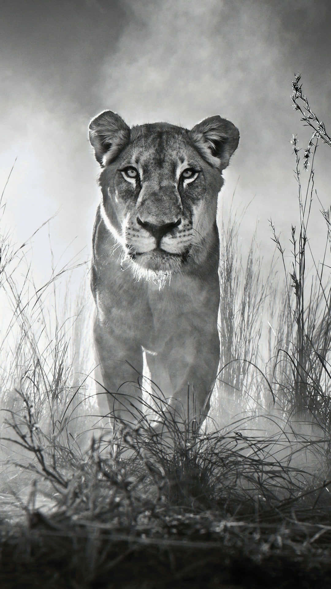 Mesmerizing Black and White Wildlife Photography Wallpaper