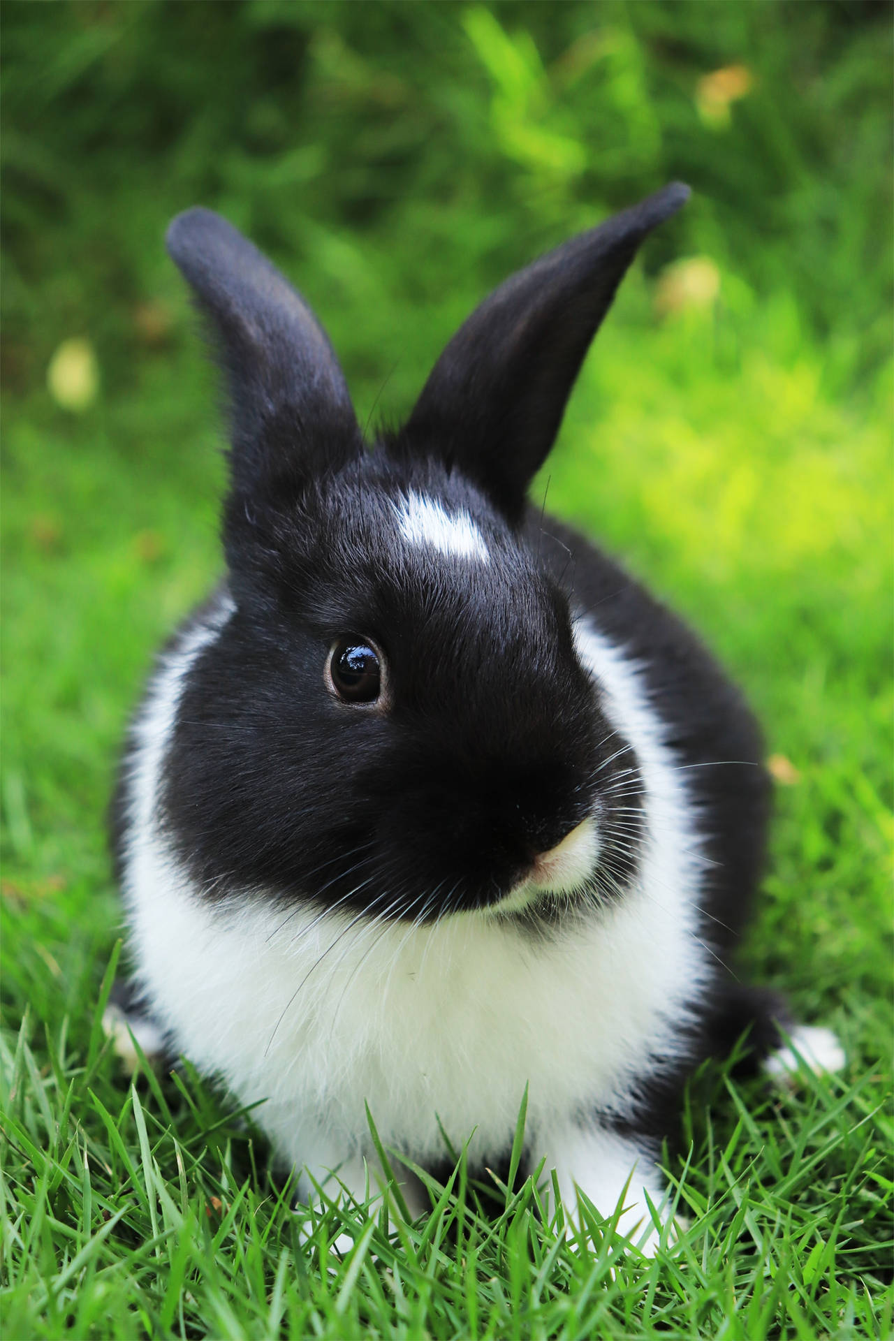 Black And White Baby Bunny Wallpaper