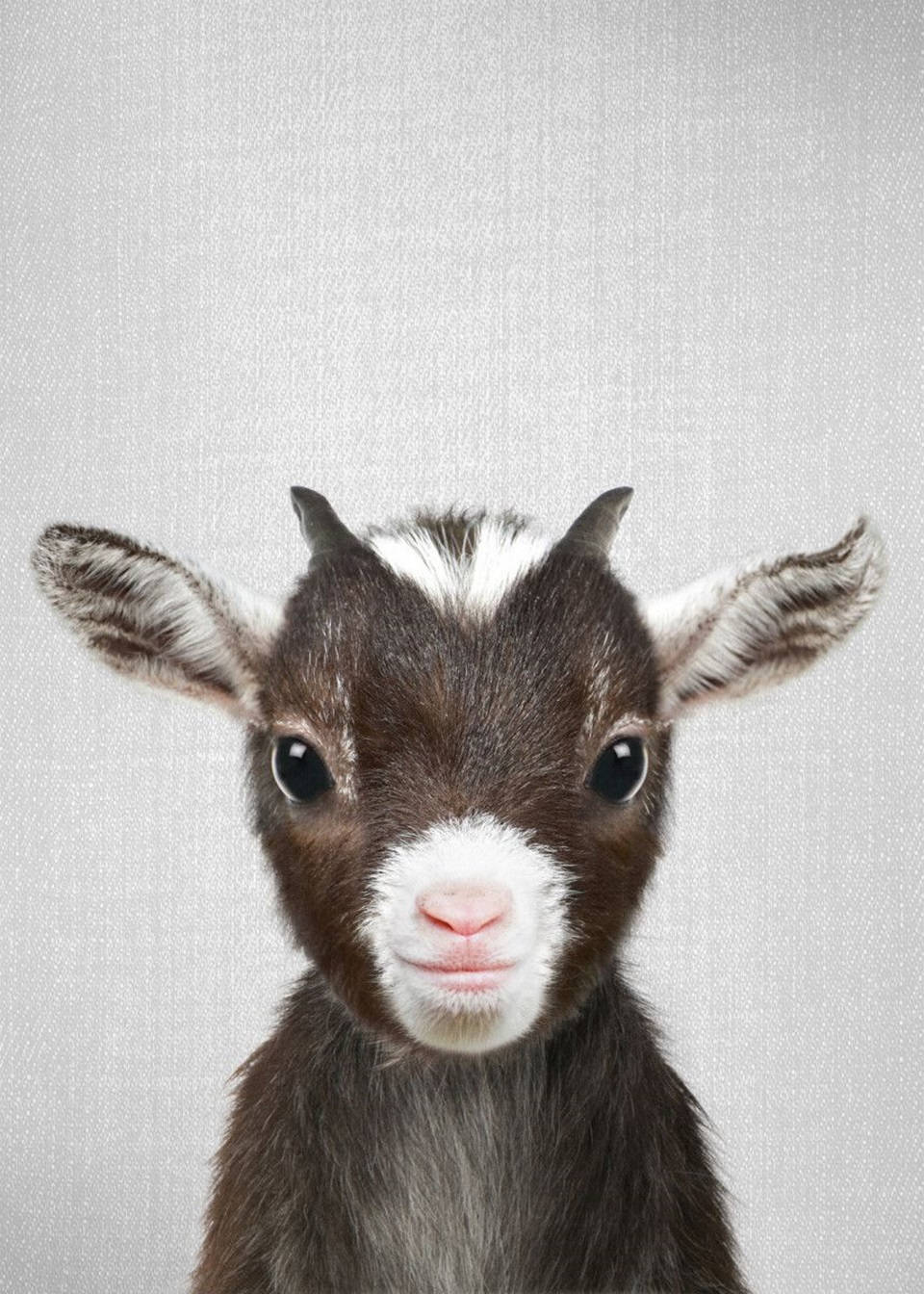 Black And White Baby Goat Poster Wallpaper