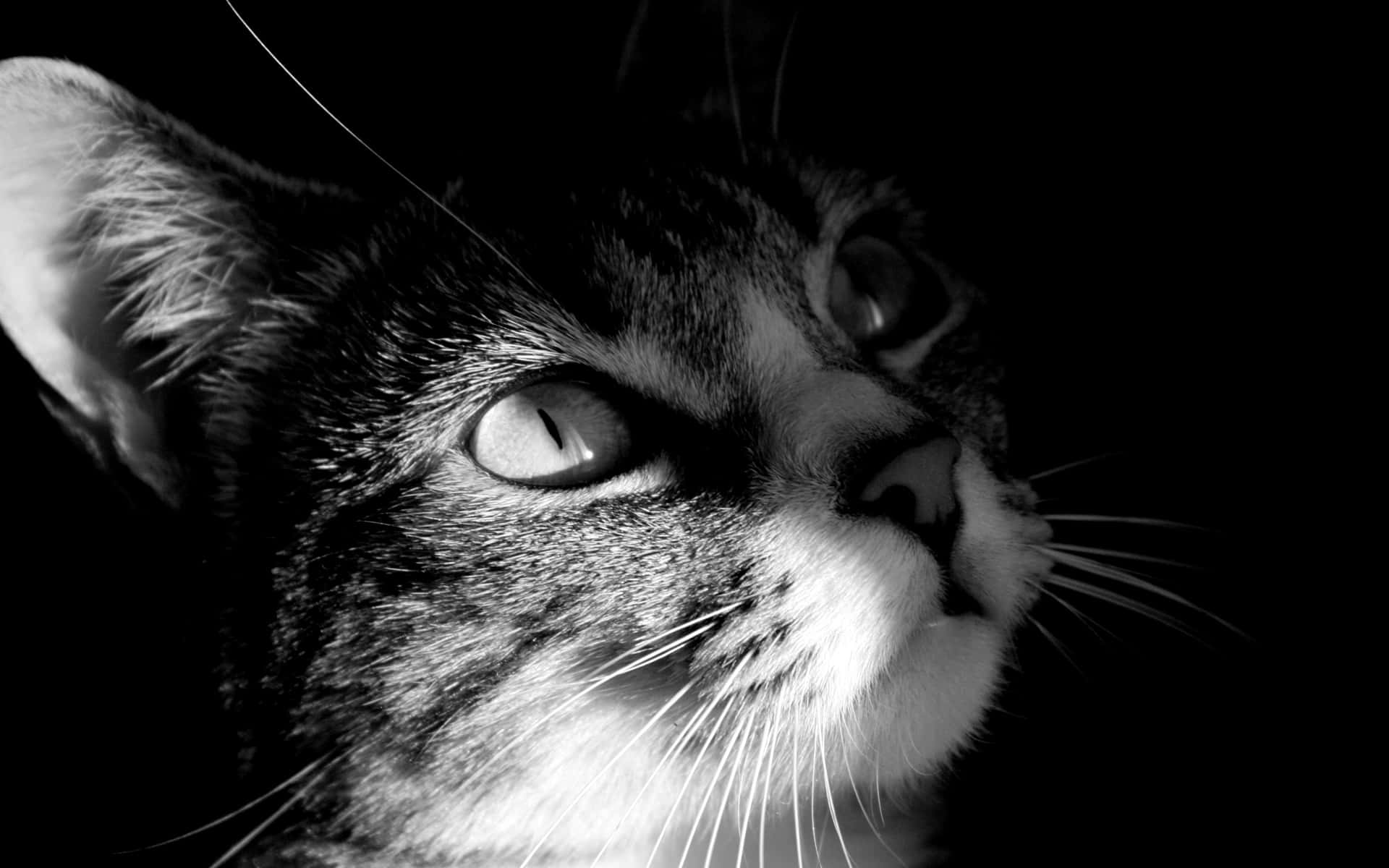 Black And White Cat Background