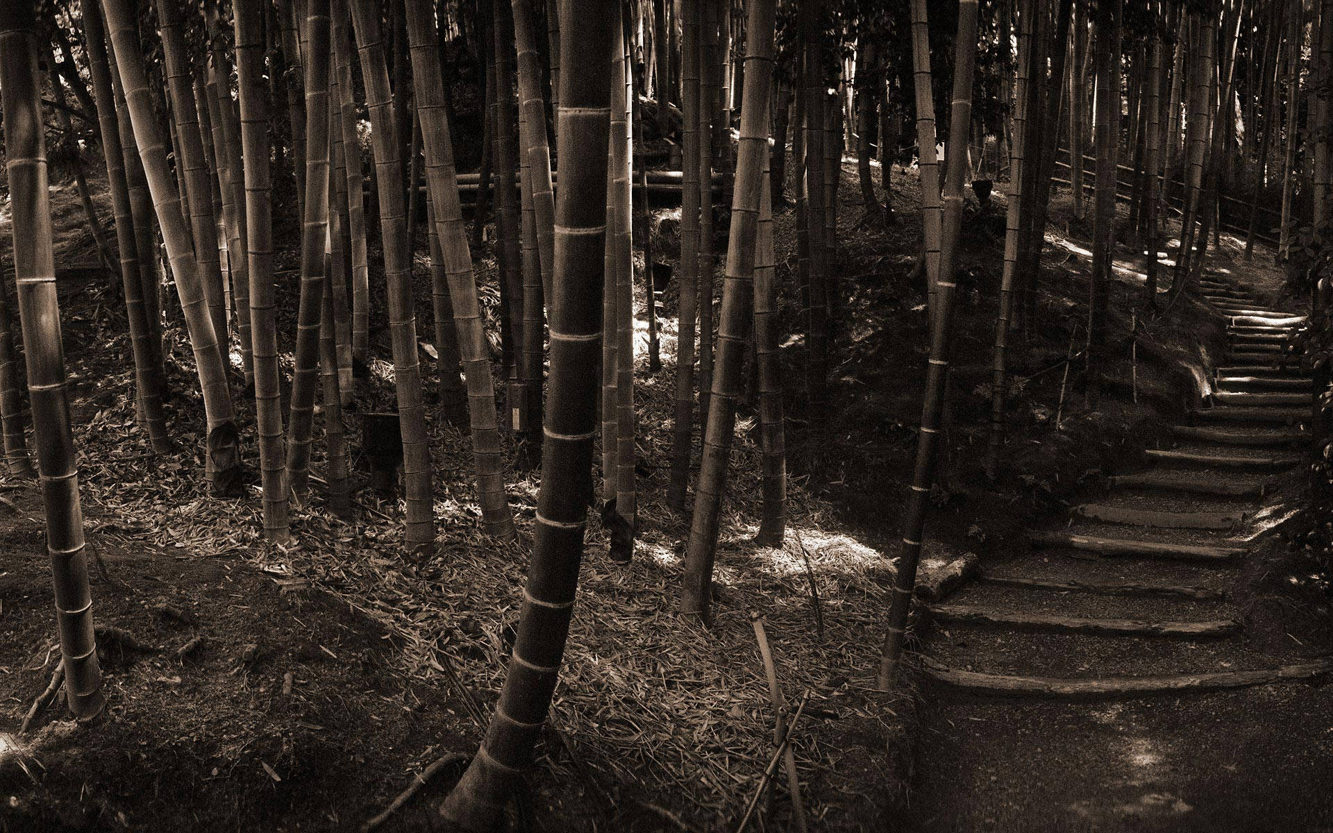 Download Black And White Bamboo Hd Wallpaper 