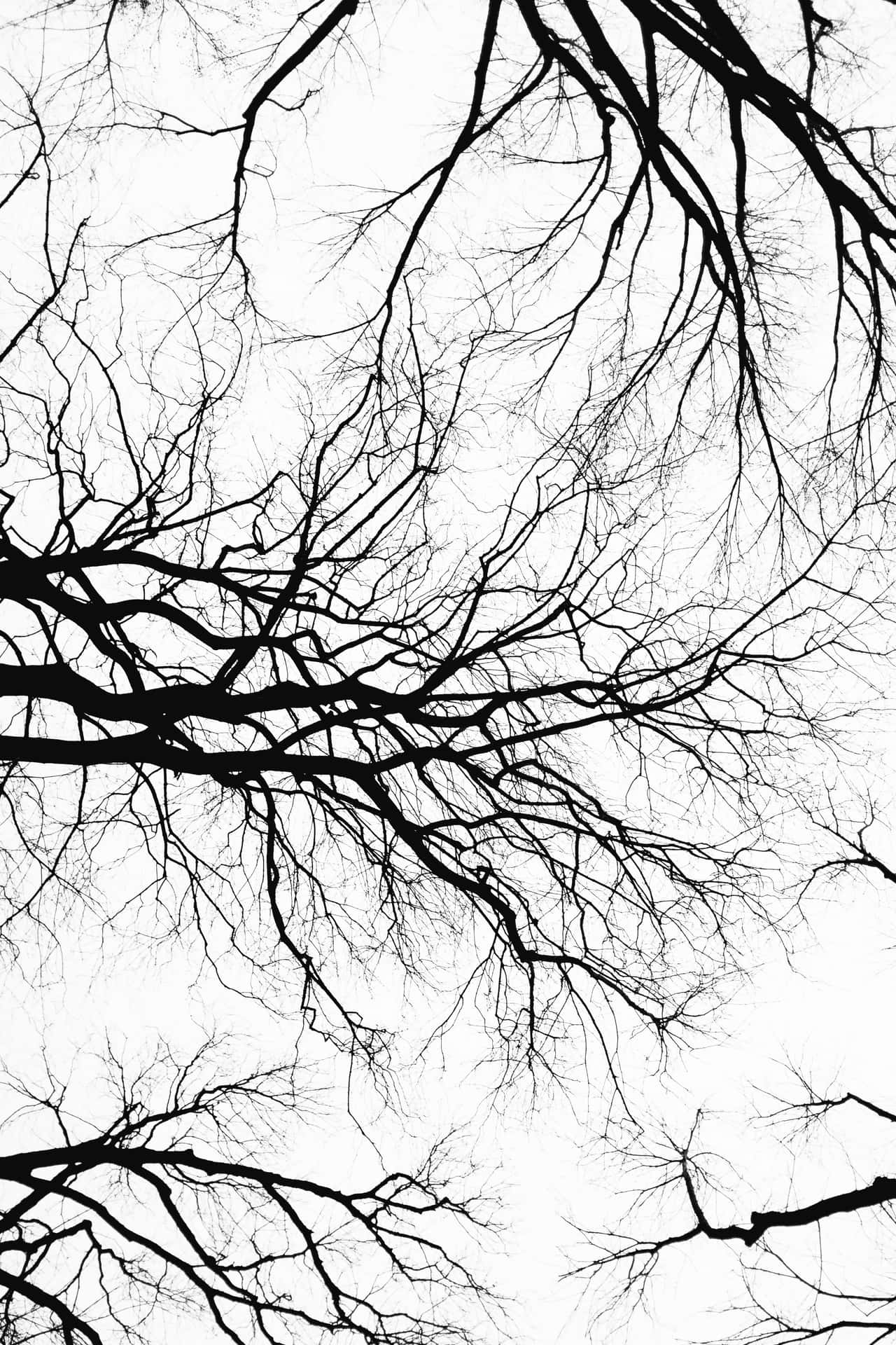 Black And White Bare Tree Branches Digital Art Wallpaper