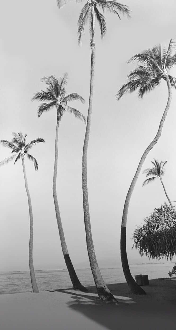 Caption: Serene Black and White Beach Scenery Wallpaper