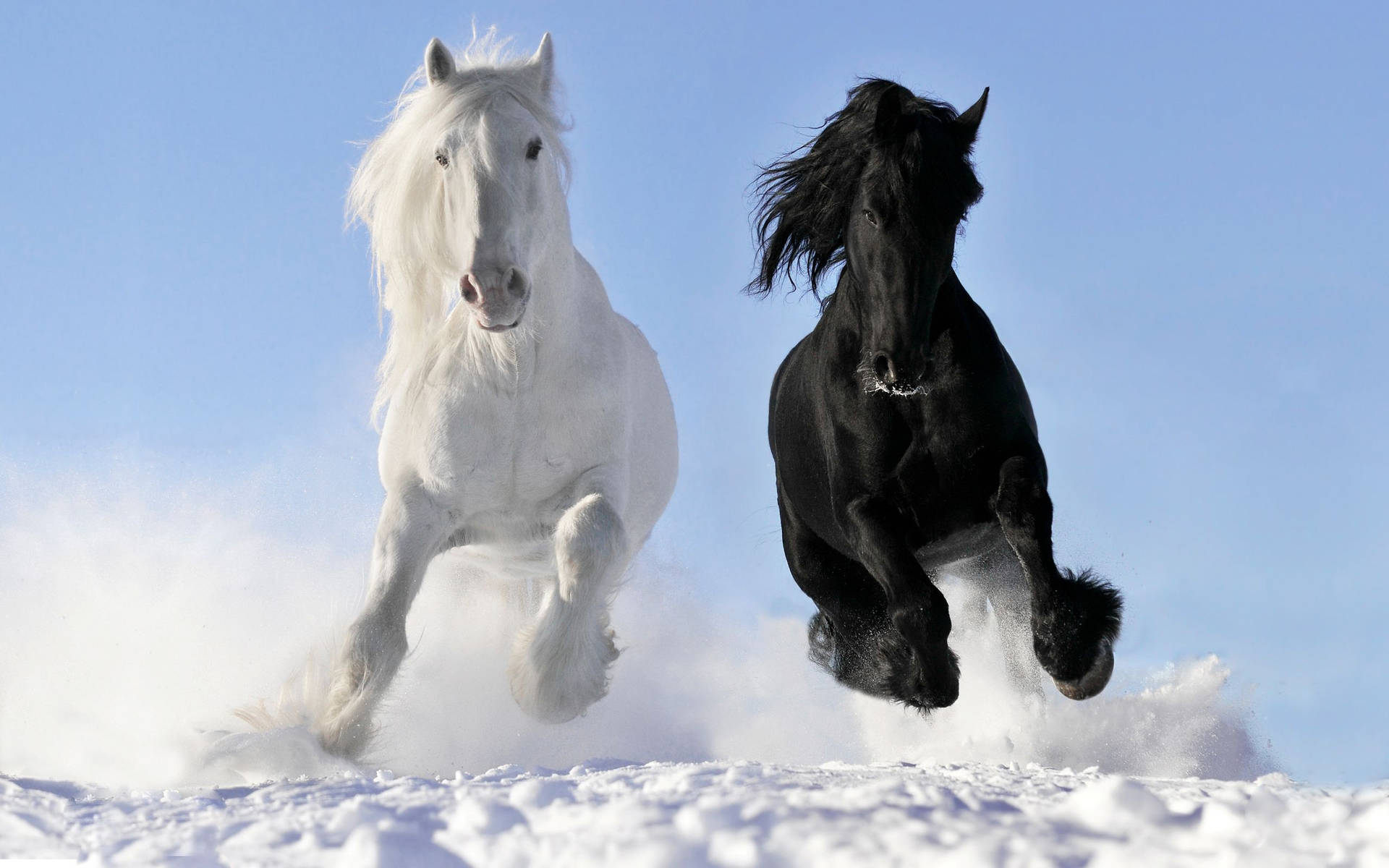 Black And White Beautiful Horses On Snow Wallpaper
