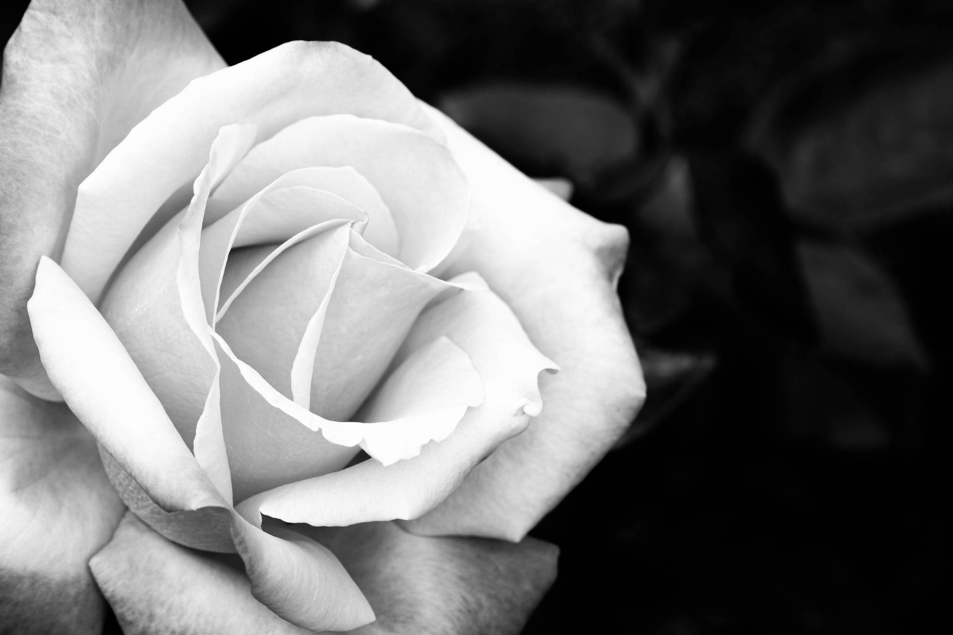 Black And White Beautiful Rose Hd