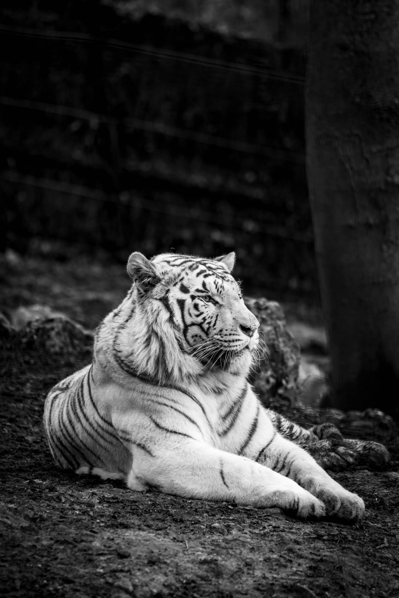 Black And White Bengal Tiger Hd Wallpaper