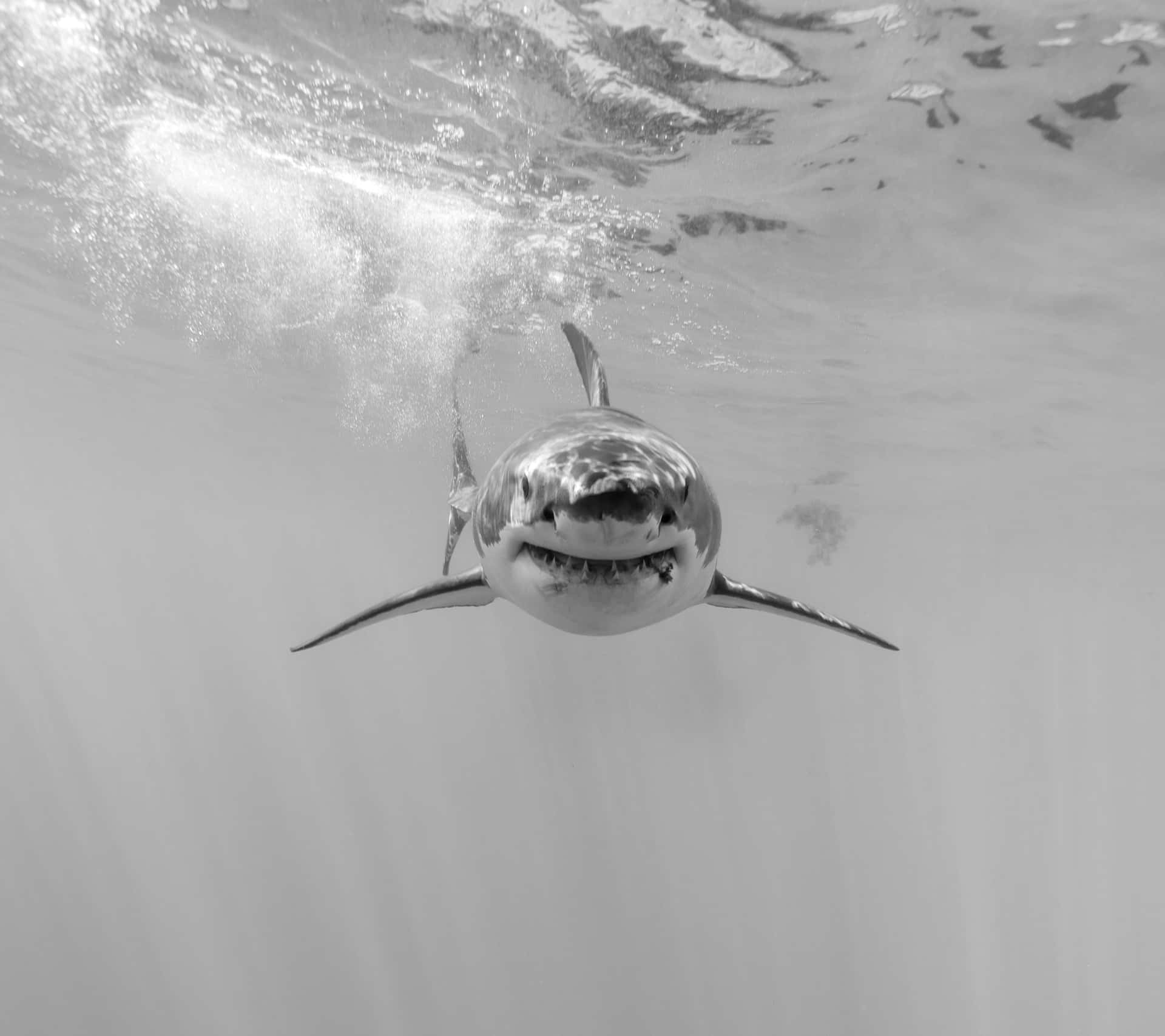Schwarzerund Weißer Schwarzer Hai Wallpaper