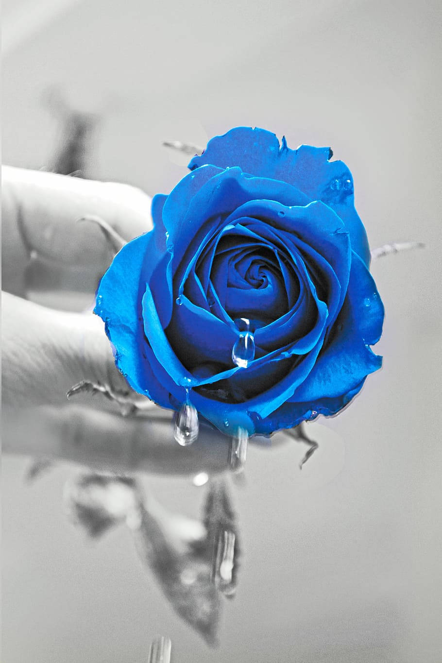 Black And White Blue Flower Iphone Wallpaper