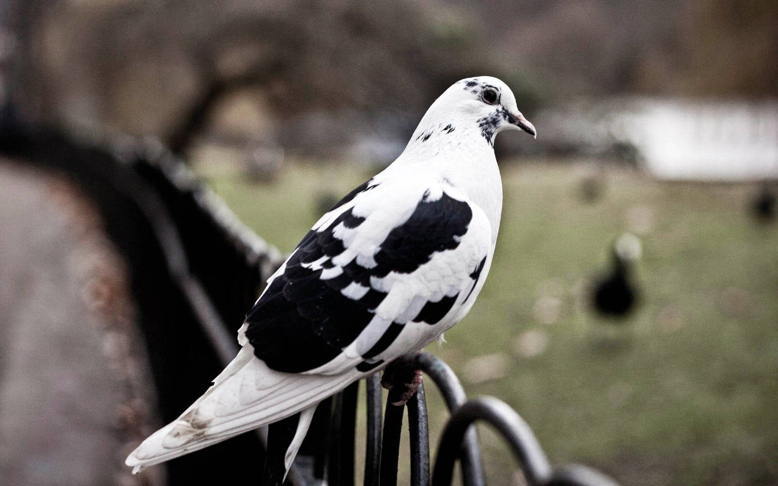 Black And White Bohemian Fairy Swallow Pigeon Wallpaper