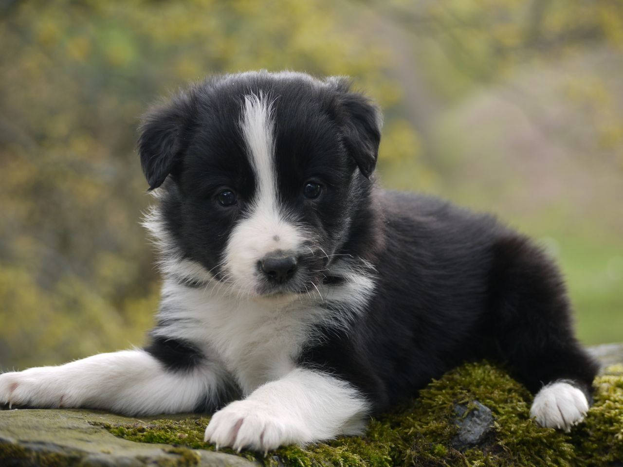 Black And White Border Collie Puppy Background