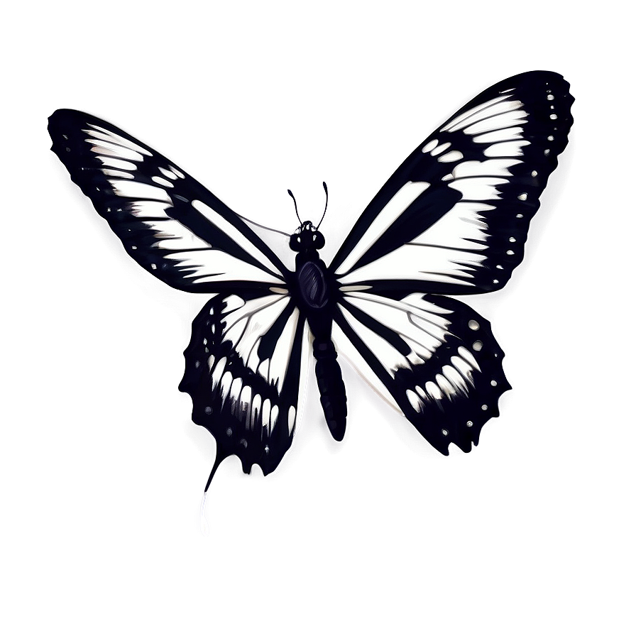 Black And White Butterfly Png 06252024 PNG