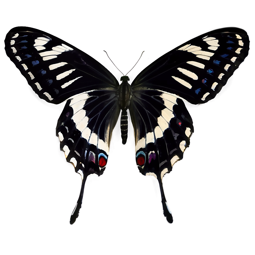 Black And White Butterfly Png Xlf PNG