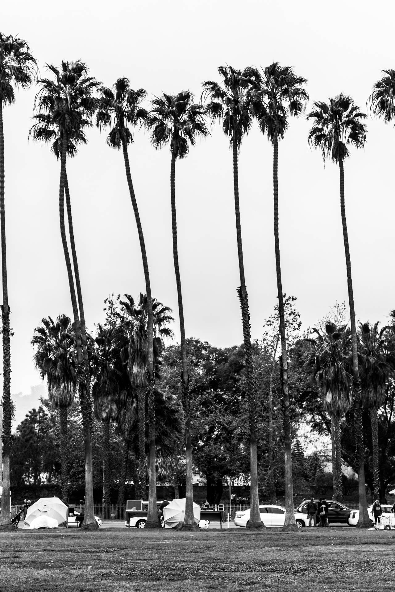 Schwarzweiße Kalifornische Palmen.