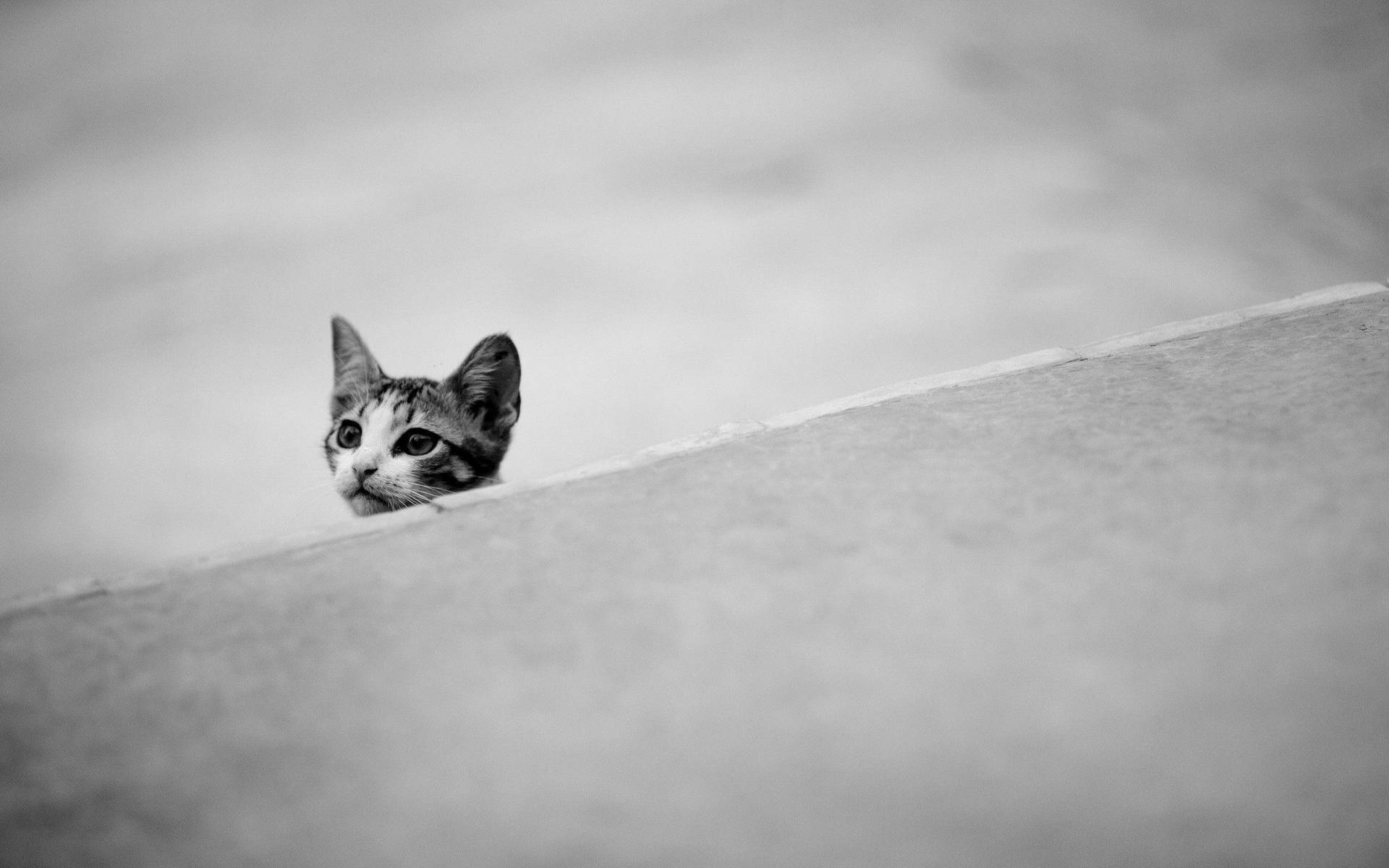Black And White Cat Behind A Wall Background