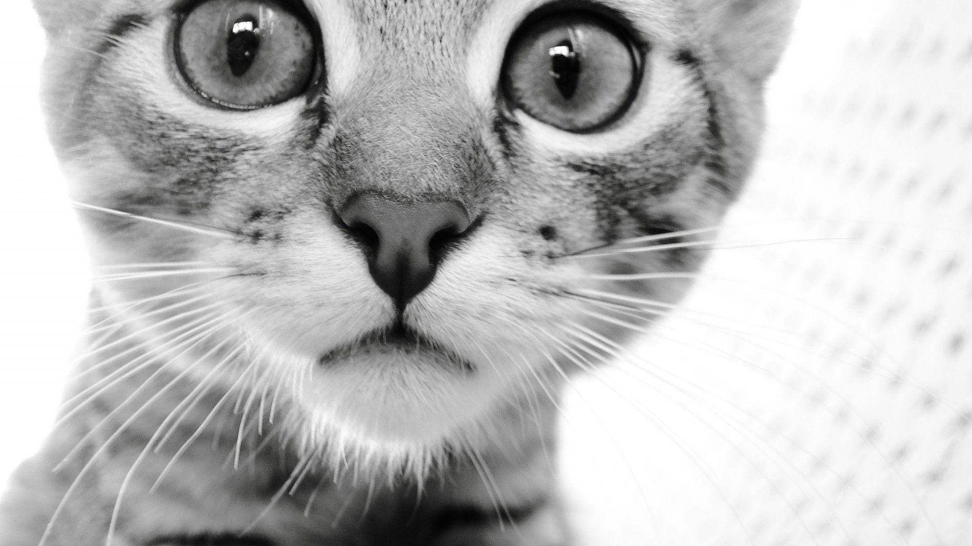 Black And White Cat Close Up Wallpaper