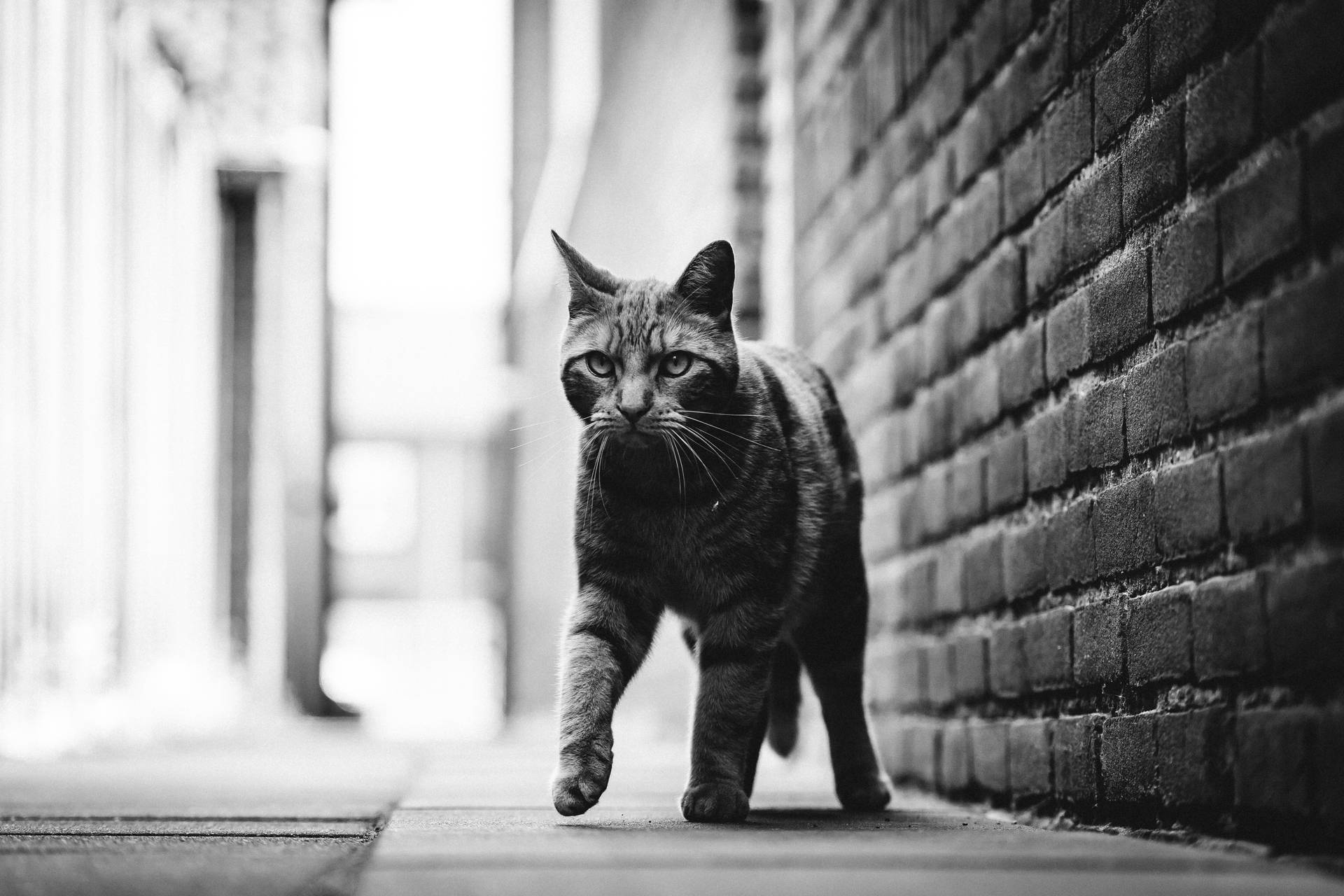 Black And White Cat In Alley Wallpaper