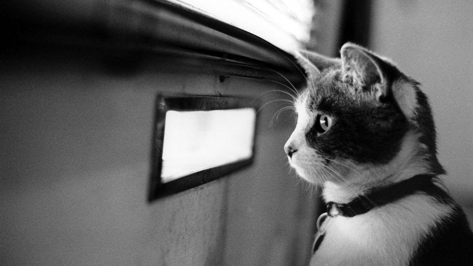 Black And White Cat Looking At Window Wallpaper