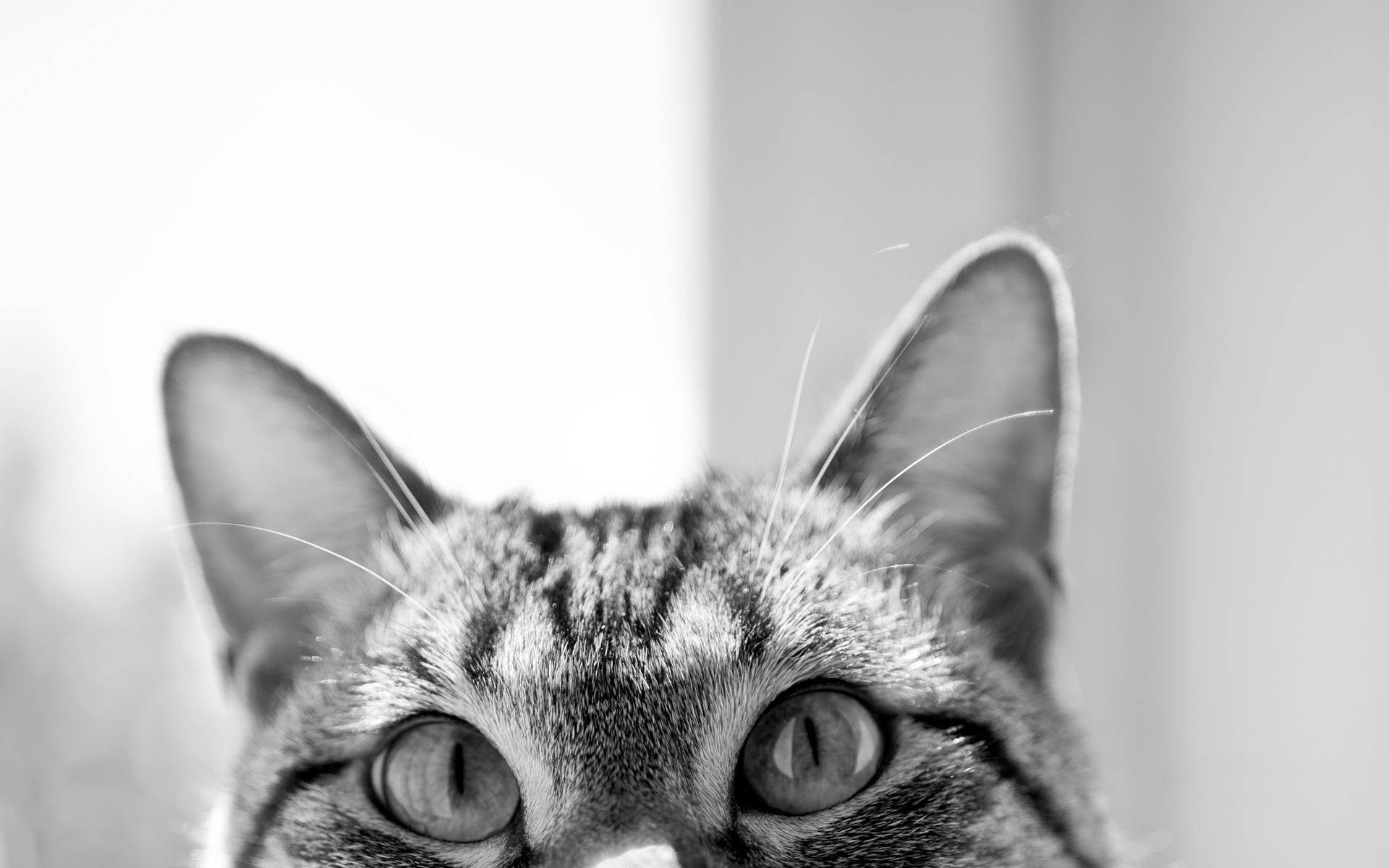 Black And White Cat Looks From Below Wallpaper